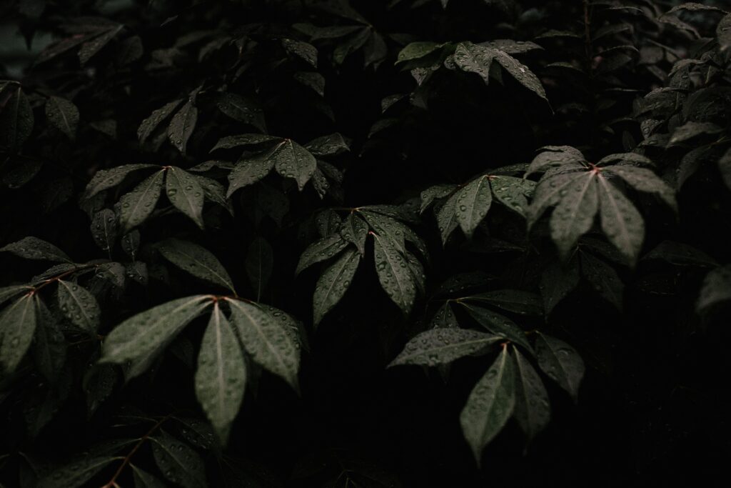 Dark moody leaves covered in dewdrops after rain, showcasing nature's texture.